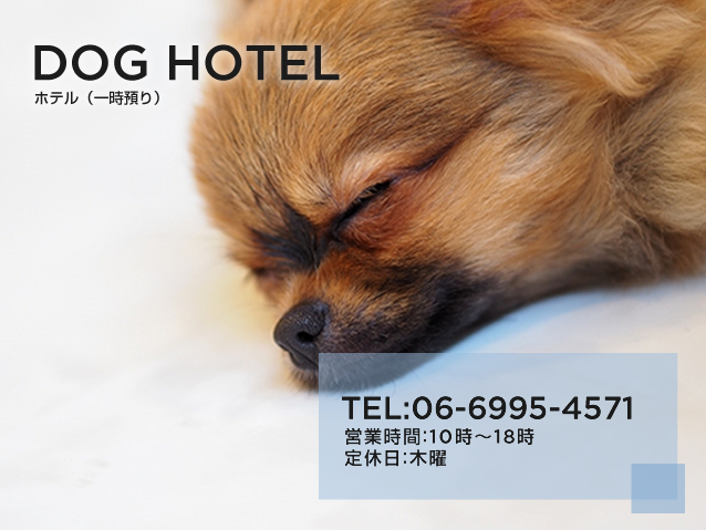 Dog Salon Anew (ドッグサロン アニュー) HOTEL ホテル 大阪府門真市、大日にあるトリミングサロン＆ペットホテル