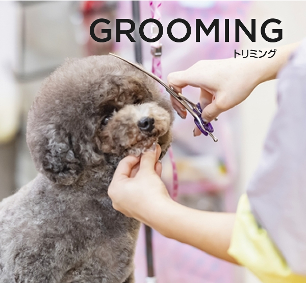 Dog Salon Anew (ドッグサロン アニュー) GROOMING トリミング 大阪府門真市、大日にあるトリミングサロン＆ペットホテル